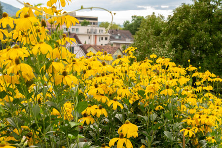 Zurich, Switzerland, August 9, 2023 Rudbeckia flowers at the botanical gardenの写真素材
