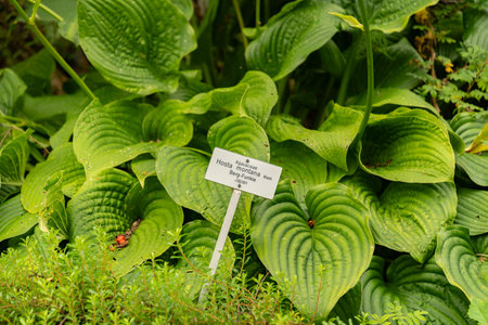 Zurich, Switzerland, August 9, 2023 Hosta Montana plant at the botanical gardenの写真素材