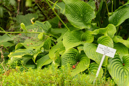 Zurich, Switzerland, August 9, 2023 Hosta Montana plant at the botanical gardenの写真素材