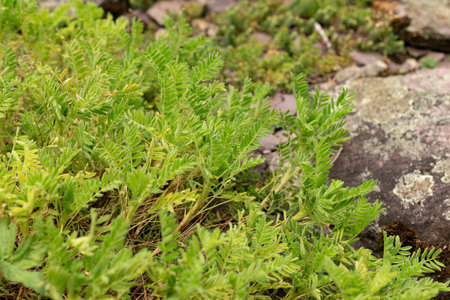 Zurich, Switzerland, August 9, 2023 Astragalus Sempervirens plant at the botanical gardenの写真素材