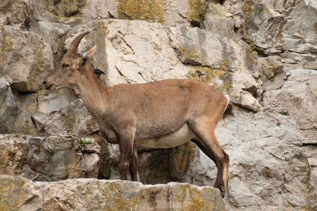 Zurich, Switzerland, September 3, 2023 Alpine Ibex in a wildlife parkの写真素材