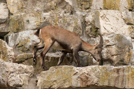 Zurich, Switzerland, September 3, 2023 Alpine Ibex in a wildlife parkの写真素材