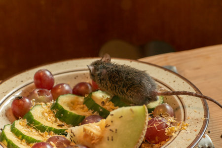 Zurich, Switzerland, September 3, 2023 Mouse is eating fresh fruits from a plate in a wildlife parkの写真素材