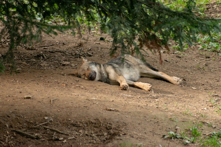 Zurich, Switzerland, September 3, 2023 Sleeping wolf in a wildlife parkの写真素材