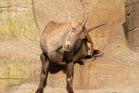 Zurich, Switzerland, September 3, 2023 Alpine Ibex in a wildlife parkの写真素材