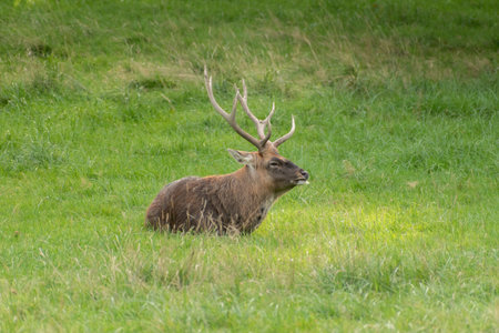 Zurich, Switzerland, September 3, 2023 Deer on a green meadow in a wildlife parkの写真素材