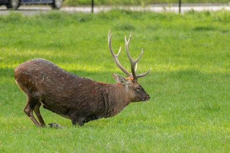 Zurich, Switzerland, September 3, 2023 Deer on a green meadow in a wildlife parkの写真素材