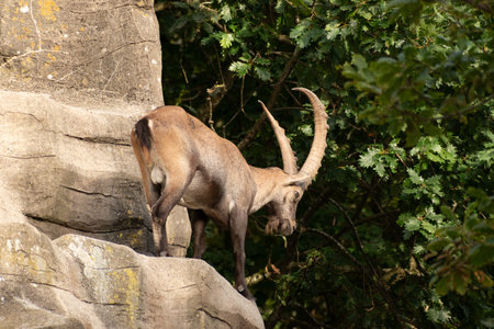 Zurich, Switzerland, September 3, 2023 Alpine Ibex in a wildlife parkの写真素材