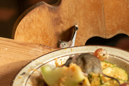 Zurich, Switzerland, September 3, 2023 Mouse is eating fresh fruits from a plate in a wildlife parkの写真素材