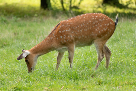 Zurich, Switzerland, September 3, 2023 Deer on a green meadow in a wildlife parkの写真素材