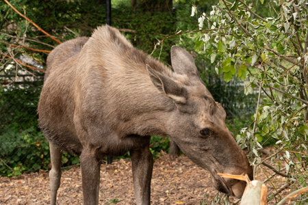 Zurich, Switzerland, September 3, 2023 Moose is eating fresh leafs from a branch in a wildlife parkの写真素材