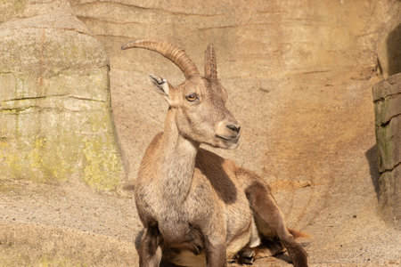 Zurich, Switzerland, September 3, 2023 Alpine Ibex in a wildlife parkの写真素材