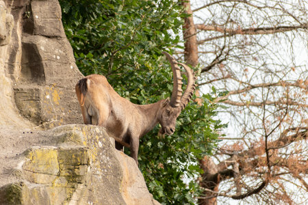 Zurich, Switzerland, September 3, 2023 Alpine Ibex in a wildlife parkの写真素材