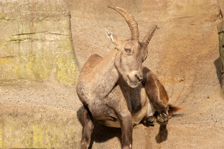 Zurich, Switzerland, September 3, 2023 Alpine Ibex in a wildlife parkの写真素材