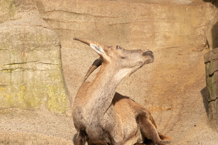 Zurich, Switzerland, September 3, 2023 Alpine Ibex in a wildlife parkの写真素材
