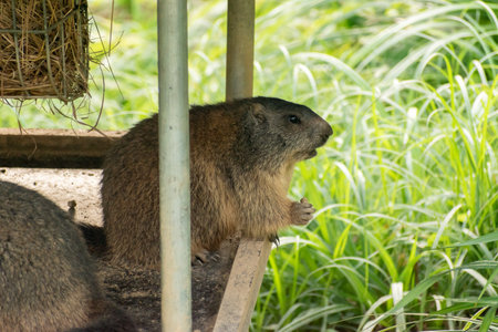 Zurich, Switzerland, September 3, 2023 Marmot on a green meadow in a wildlife park