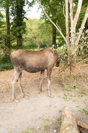 Zurich, Switzerland, September 3, 2023 Moose is eating fresh leafs from a branch in a wildlife parkの写真素材