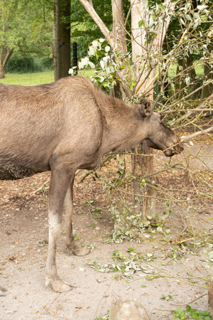 Zurich, Switzerland, September 3, 2023 Moose is eating fresh leafs from a branch in a wildlife parkの写真素材