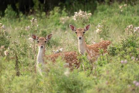 Zurich, Switzerland, September 3, 2023 Baby deer on a green meadow in a wildlife parkの写真素材