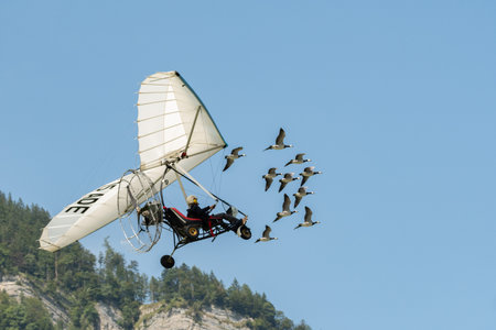 Mollis, Switzerland, August 18, 2023 Ultralight airplane is escorted with birds during an air displayのeditorial素材