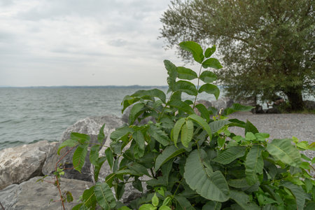 Bregenz, Austria, September 14, 2023 View over the lake of Constance on a cloudy dayの写真素材
