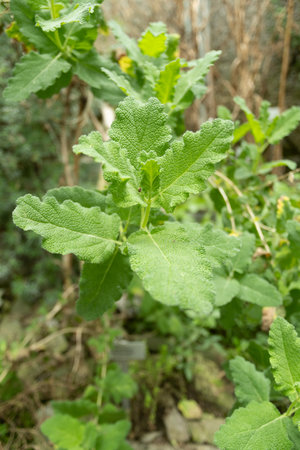 Saint Gallen, Switzerland, November 13, 2023 Salvia dominica or dominica sage plant at the botanical...