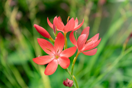 Saint Gallen, Switzerland, November 13, 2023 Hesperantha Coccinea or river lily plant at the botanical gardenの写真素材