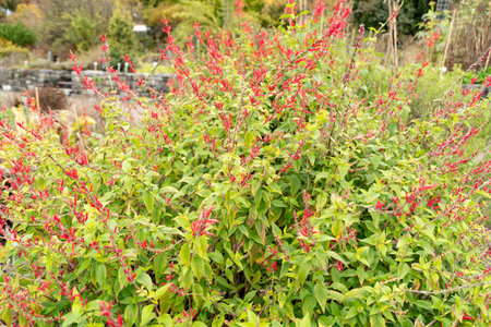 Saint Gallen, Switzerland, November 13, 2023 Salvia Elegans or pineapple sage plant at the botanical gardenの写真素材
