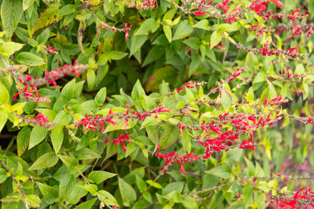 Saint Gallen, Switzerland, November 13, 2023 Salvia Elegans or pineapple sage plant at the botanical gardenの写真素材