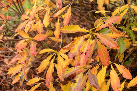 Saint Gallen, Switzerland, November 13, 2023 Rhododendron Luteum or yellow azalea plant at the...