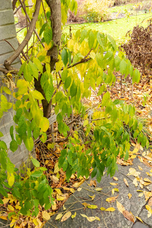 Saint Gallen, Switzerland, November 13, 2023 Wisteria Floribunda or japanese wisteria plant at the botanical gardenの写真素材