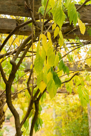 Saint Gallen, Switzerland, November 13, 2023 Wisteria Floribunda or japanese wisteria plant at the botanical gardenの写真素材