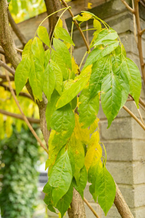 Saint Gallen, Switzerland, November 13, 2023 Wisteria Floribunda or japanese wisteria plant at the...