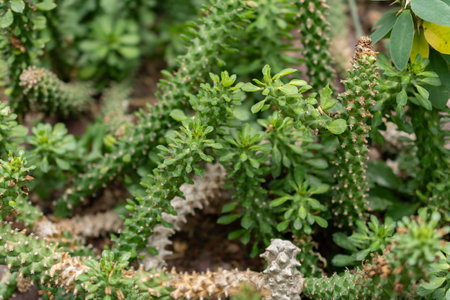 Saint Gallen, Switzerland, November 14, 2023 Monadenium Guentheri plant at the botanical gardenの写真素材