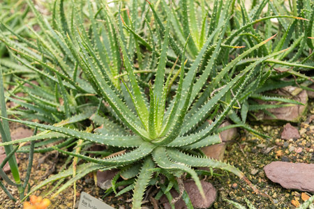 Saint Gallen, Switzerland, November 13, 2023 Aloe Humilis or spider aloe plant at the botanical gardenの写真素材