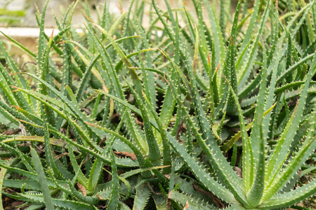 Saint Gallen, Switzerland, November 13, 2023 Aloe Humilis or spider aloe plant at the botanical gardenの写真素材