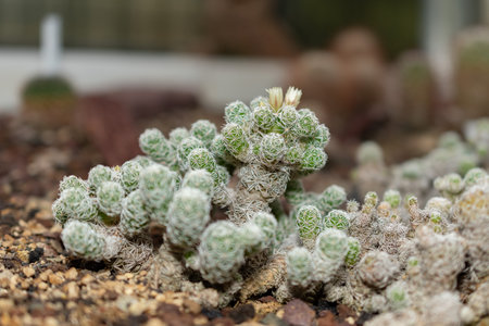 Saint Gallen, Switzerland, November 14, 2023 Mammillaria Gracillis cactus at the botanical garden