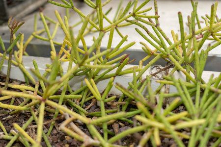 Saint Gallen, Switzerland, November 14, 2023 Rhipsalis Quellebambensis plant at the botanical gardenの写真素材