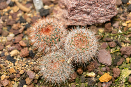 Saint Gallen, Switzerland, November 14, 2023 Notocactus Schlosseri plant at the botanical garden