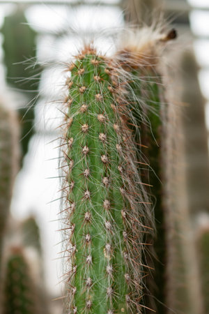 Saint Gallen, Switzerland, November 14, 2023 Oreocereus Doelzianus cactus at the botanical gardenの写真素材