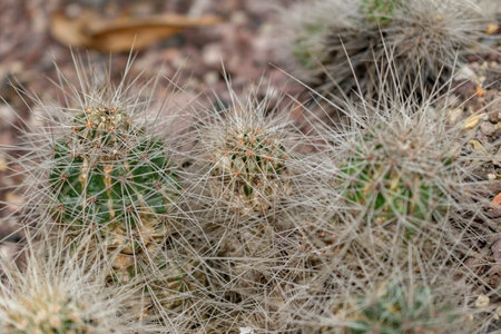 Saint Gallen, Switzerland, November 14, 2023 Echinocereus Stramineus or strawberry cactus at the...