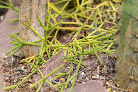 Saint Gallen, Switzerland, November 14, 2023 Rhipsalis Quellebambensis plant at the botanical garden