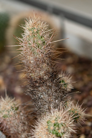 Saint Gallen, Switzerland, November 14, 2023 Mammillaria Halei cactus at the botanical gardenの写真素材
