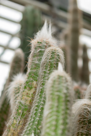 Saint Gallen, Switzerland, November 14, 2023 Oreocereus Sericata cactus at the botanical garden