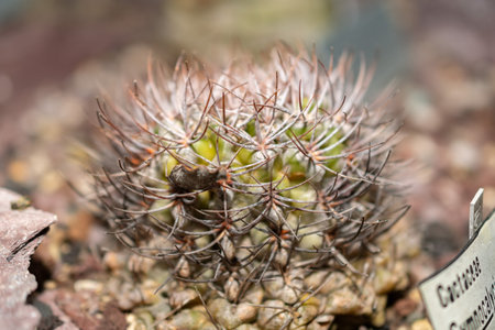 Saint Gallen, Switzerland, November 14, 2023 Gymnocalycium Ochoterenae cactus at the botanical gardenの写真素材