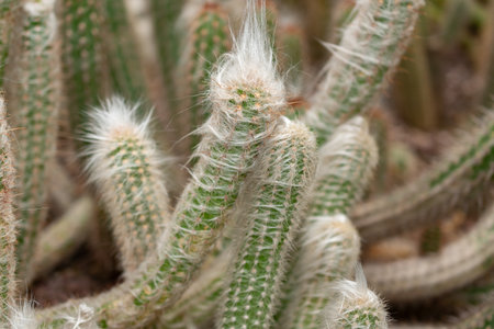 Saint Gallen, Switzerland, November 14, 2023 Oreocereus Sericata cactus at the botanical garden