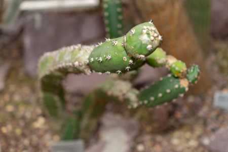 Saint Gallen, Switzerland, November 14, 2023 Harrisia Jusbertii cactus at the botanical garden