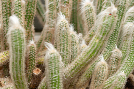 Saint Gallen, Switzerland, November 14, 2023 Oreocereus Sericata cactus at the botanical garden