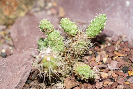 Saint Gallen, Switzerland, November 14, 2023 Cumulopuntia Sphaerica cactus at the botanical gardenの写真素材