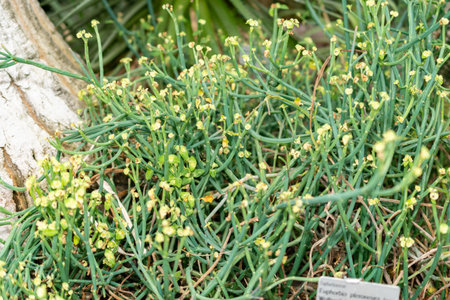 Saint Gallen, Switzerland, November 14, 2023 Euphorbia Pteroneura plant at the botanical garden
